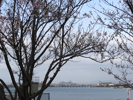 桜と旧吉野川