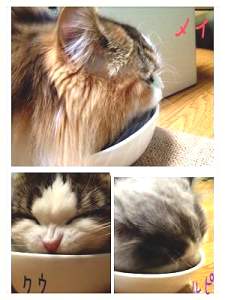 オーダー猫用食器食事風景2