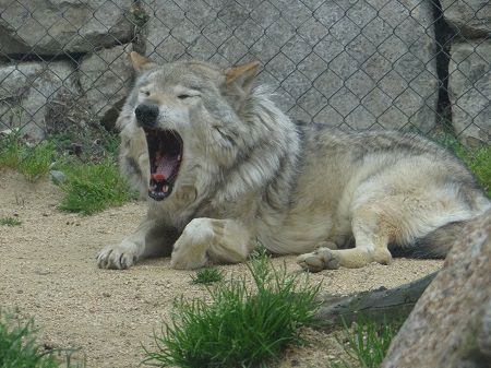 徳島動物園　オオカミ